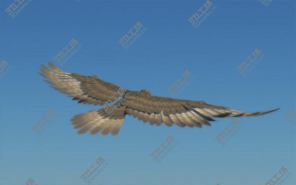 images/goods_img/20210312/Peregrine Falcon (Folded Wings)/4.jpg